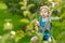 Cute little boy helping to harvest apples in apple tree orchard in summer day. Child picking fruits in a garden. Fresh healthy