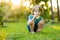 Cute little boy helping to harvest apples in apple tree orchard in summer day. Child picking fruits in a garden. Fresh healthy