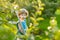 Cute little boy helping to harvest apples in apple tree orchard in summer day. Child picking fruits in a garden. Fresh healthy