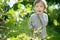 Cute little boy picking fresh berries on organic blueberry farm on warm and sunny summer day. Fresh healthy organic food for small