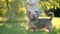 Cute little boy playing with Australian terrier pet dog in sunny summer backyard