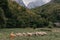 Cute little boy with a sheeps on farm, best friends, boy and lamb against the backdrop of greenery, poddy and child on