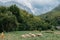 Cute little boy with a sheeps on farm, best friends, boy and lamb against the backdrop of greenery, poddy and child on