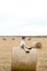 A cute little boy in a white t-shirt and khaki shorts is sitining on round bales of hay. Photo session in the field