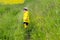 Cute little boy in yellow raincoat, rubber boots and cap walking in meadow with green grass looking back