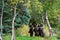 Cute little brown bear cubs with natal collars standing up alert on the side of the Brooks River waiting for mother bear, Katmai N