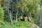 Cute little brown bear cubs with natal collars standing up alert on the side of the Brooks River waiting for mother bear, Katmai N