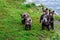 Cute little brown bear cubs with natal collars standing up alert on the side of the Brooks River waiting for mother bear, Katmai N