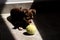 Cute little brown chihuahua dog looking sadly at his tennis ball toy while resting at sunlight