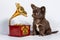 A cute little brown Chihuahua puppy sits next to a clockwork music box, a gramophone on a white background