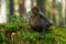 cute little brown duckling are walking on the green grass in spring forest. easter young duckling concept. wildlife