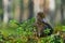 cute little brown duckling are walking on the green grass in spring forest. easter young duckling concept. wildlife