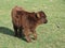 Cute little brown galloway calf