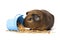 Cute little brown guinea pig nibbles pet food on white background. Domestic guinea pig