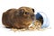 Cute little brown guinea pig nibbles pet food on white background. Domestic guinea pig