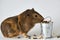 Cute little brown guinea pig nibbles pet food on white background. Domestic guinea pig