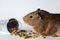 Cute little brown guinea pig nibbles pet food on white background. Domestic guinea pig. Guinea pig eats dry grain feed