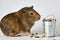Cute little brown guinea pig nibbles pet food on white background. Domestic guinea pig. Guinea pig eats dry grain feed
