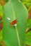 Cute Little Brown Moth on bird of paradise Leave