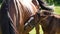 A cute little brown thoroughbred foal in bridle snuggles up to horses mother in rays of the evening summer sun on a green meadow.