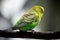 Cute Little Budgie Bird