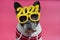 Cute little bulldog wearing a 2021 glasses