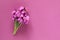 Cute little bunch of purple wallflower flowers on purple background . Vibrant nature flat lay image