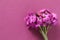 Cute little bunch of purple wallflower flowers on purple background . Vibrant nature flat lay image