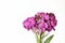 Cute little bunch of purple wallflower flowers on white background . Vibrant nature flat lay image