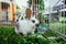 Cute little bunny is eating salad, outdoor compound, green grass