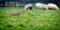 Cute little bunny sitting on the grass alone on a farm in daylight