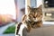 Cute little calm sweet kitty enjoy laying on soft couch or chair at home outdoor yard porch or veranda on warm sunset evening