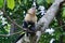 Cute little capuchin monkey looking up