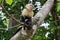 Cute little capuchin monkey sitting on a branch