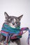 Cute little cat prepared for winter and wrapped in a woolen knitted scarf, warmed up and began to fall asleep, on a gray