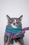 Cute little cat with a sly look prepared for winter and wrapped in a woolen, knitted scarf, on a gray background