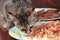 Cute little cat of tabby color eats chicken chips from the plate.