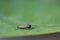 Cute little caterpillar for plain tiger buttterfly