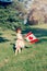 Cute little Caucasian baby toddler girl standing on green grass in park outside and holding waving large Canadian flag.