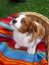 Cute little Cavalier King Charles Spaniel sitting on the colorful blanket in the wooden basket