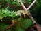 Cute little chameleon climbing vines