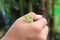 Cute little chameleon with green skin in hand