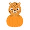 Cute little cheetah sitting in a pumpkin. Cartoon animal character for kids t-shirts, nursery decoration, baby shower