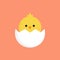 Cute little chick in cracked egg vector