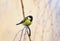 cute little chickadee bird sitting on the branch of a birch in a Sunny Park on a winter morning