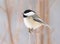 Cute Little Chickadee Perched On A Branch In Winter