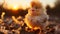 Cute little chicken on the farm at sunset. Rural scene.
