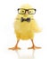 Cute little chicken in glasses