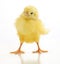 Cute little chicken isolated