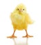 Cute little chicken isolated